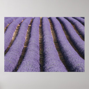 Frankreich, Provence. Reihen von blühendem Lavende Poster