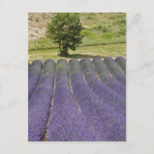 Frankreich, Provence. Reihen von blühendem Lavende Postkarte