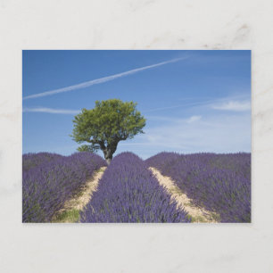 Frankreich, Provence. Reihen von blühendem Lavende Postkarte