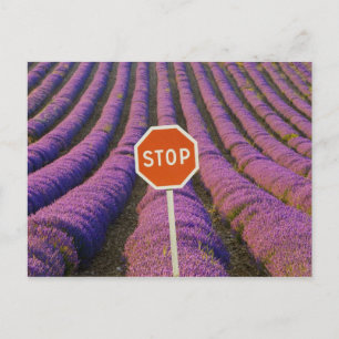 Frankreich, Provence. Reihen von Lavendel und Halt Postkarte