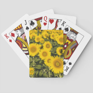 Frankreich, Provence, Valensole. Feld von Spielkarten