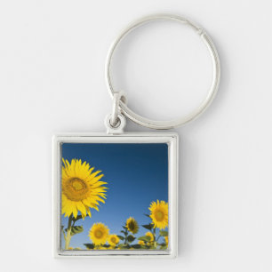 Frankreich, Provence, Valensole. Sonnenblumen steh Schlüsselanhänger
