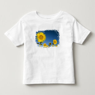 Frankreich, Provence, Valensole. Sonnenblumenständ Kleinkind T-shirt