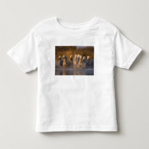 Frankreich, Provence. Weiße Camargue-Pferde Kleinkind T-shirt