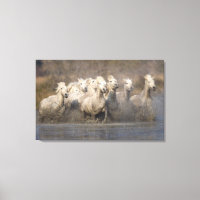 Frankreich, Provence. Weiße Camargue-Pferde laufen