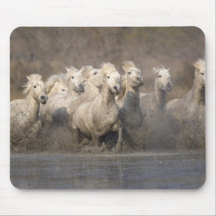 Frankreich, Provence. Weiße Camargue-Pferde laufen Mousepad