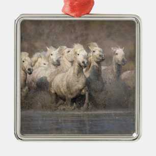 Frankreich, Provence. Weiße Camargue-Pferde laufen Silbernes Ornament