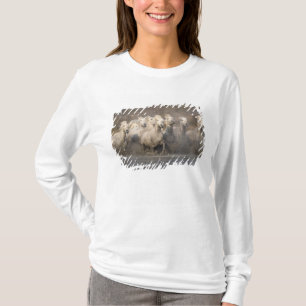 Frankreich, Provence. Weiße Camargue-Pferde laufen T-Shirt