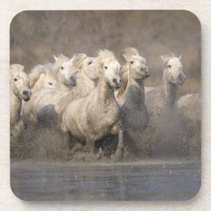 Frankreich, Provence. Weiße Camargue-Pferde laufen Untersetzer