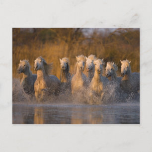 Frankreich, Provence. Weiße Camargue-Pferde Postkarte