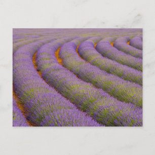 Frankreich, Region Provence. Kurven Postkarte