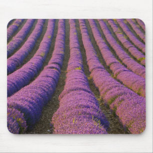 Frankreich, Region Provence. Ordentliche Reihen Mousepad