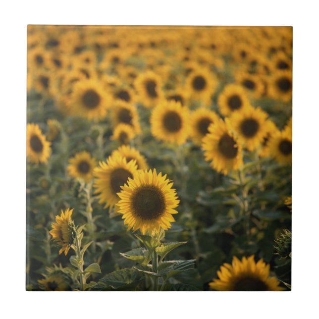 Frankreich, Vaucluse, Sonnenblumenfeld Fliese (Vorderseite)