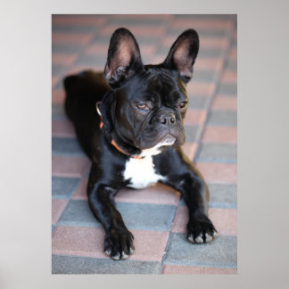 Französch Bulldog Poster