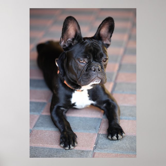 Französch Bulldog Poster (Vorne)