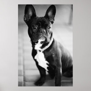 Französch Bulldog Poster