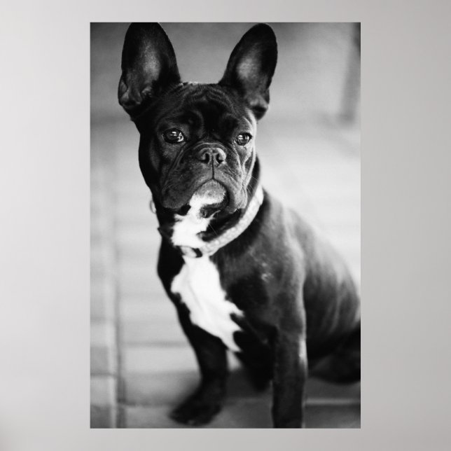 Französch Bulldog Poster (Vorne)