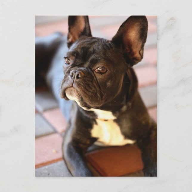 Französch Bulldog Postkarte (Vorderseite)