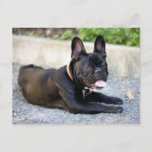 Französch Bulldog Postkarte
