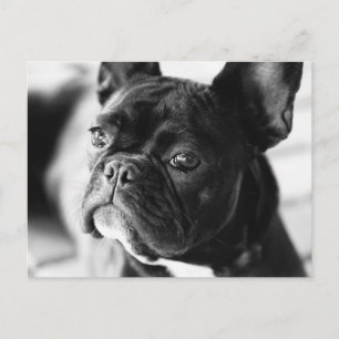 Französch Bulldog Postkarte