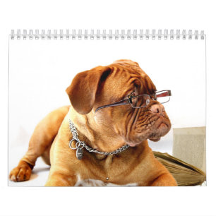 Franzosen Mastiff Dogue de Bordeaux Calendar Kalender