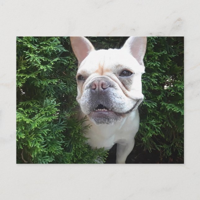 Französin auf Patrol Postkarte (Vorderseite)