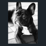 Französisch Bulldog Poster<br><div class="desc">Französisch Bulldog Schwarz Weiß Fotografie</div>