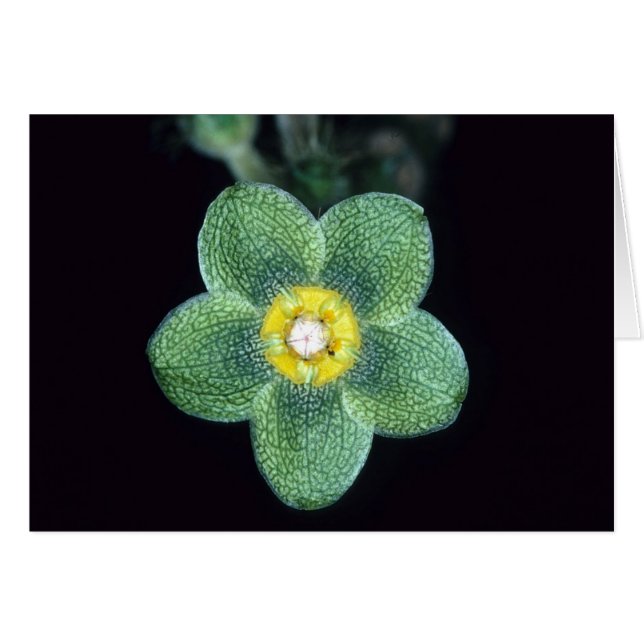 FRANZÖSISCH-GUAYANA: Matelea gracieae (Vorderseite (Horizontal))