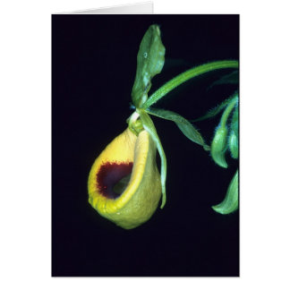 FRANZÖSISCH-GUAYANA: Selenipedium palmifolium