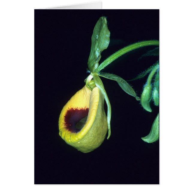 FRANZÖSISCH-GUAYANA: Selenipedium palmifolium (Vorne)