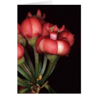 FRANZÖSISCH-GUAYANA: Symphonia globulifera