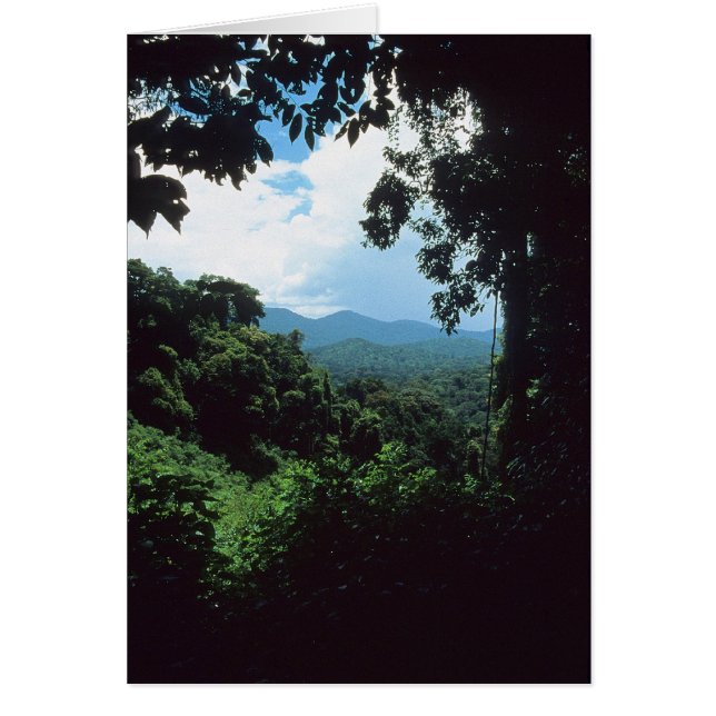 FRANZÖSISCH GUIANA: Aussicht auf Regenwald (Vorne)