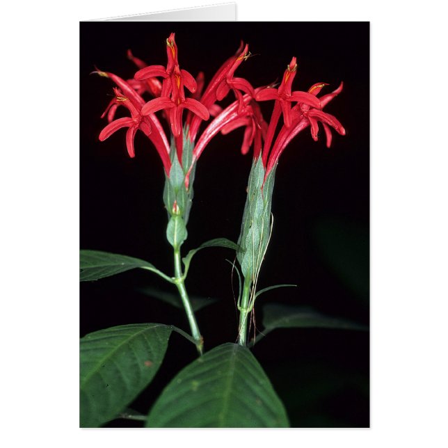 FRANZÖSISCH GUIANA: Pachystachys coccinea (Vorne)
