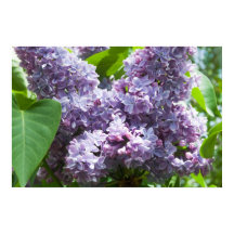 Französisch Lilacs