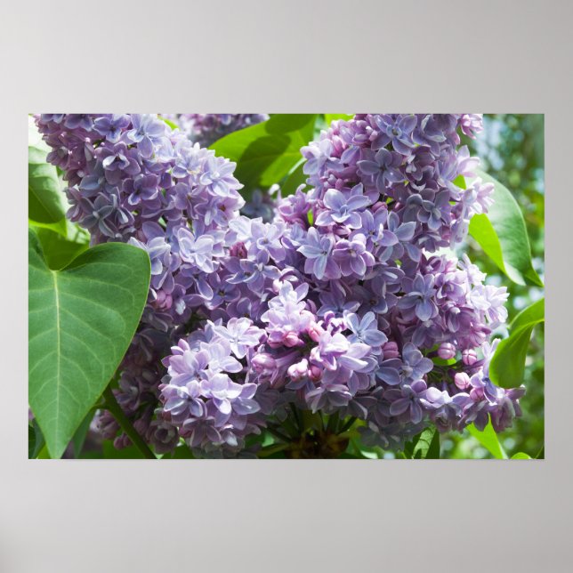 Französisch Lilacs Poster (Vorne)