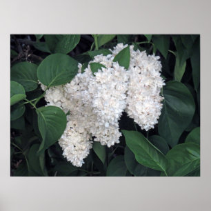 Französisch Lilacs Poster