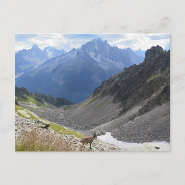 Französische Alpen Chamonix ibex Postkarte (Vorderseite)