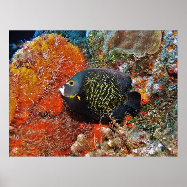 Französische Angelfische im Koral Poster (Vorne)