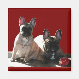 Französische Buldoggen Flo und Fips Magnet