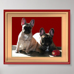Französische Buldoggen Poster