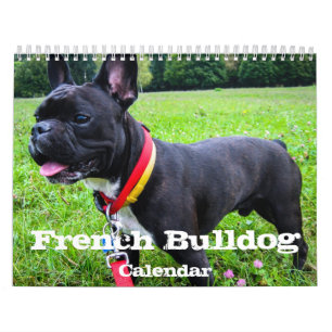 Französische Bulldog-Kalender benutzerdefinierte F Kalender