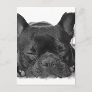 Französische Bulldog Postkarte