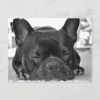 Französische Bulldog Postkarte