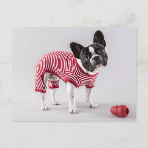 Französische Bulldog schöne Post Postkarte