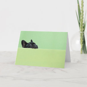 Französische Bulldog-Welpe pinkelt über die Mauer Karte