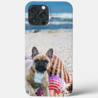 Französische Bulldogge am Strand French Bulldog
