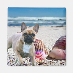 Französische Bulldogge am Strand French Bulldog Magnet