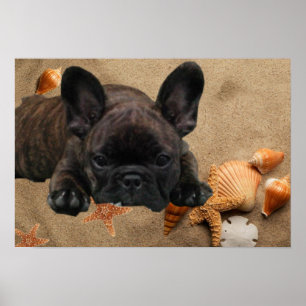 Französische Bulldogge am Strand French Bulldog  Poster