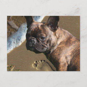 Französische Bulldogge am Strand French Bulldog  Postkarte