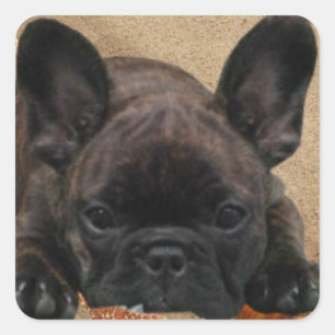 Französische Bulldogge am Strand French Bulldog Quadratischer Aufkleber